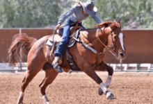 horse barrel racing