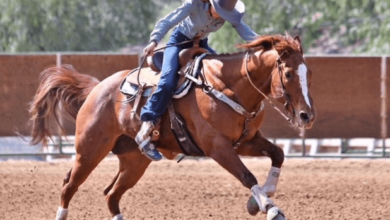 horse barrel racing